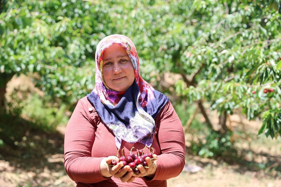 O kentin kirazını almak için Avrupa ülkeleri sıraya girdi! İç pazarda yok denecek kadar, en çok yurt dışına gönderiliyor 9